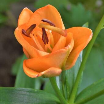 Lilium 'Apricot Fudge'