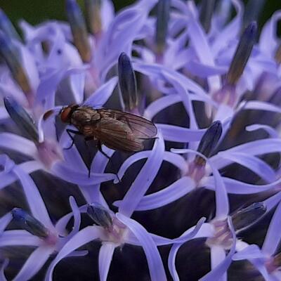 Echinops ritro - Ruthenische Kugeldistel - Echinops ritro