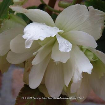 Begonia x tuberhybrida 'ILLUMINATION White'