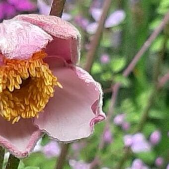 Anemone hupehensis 'Splendens'