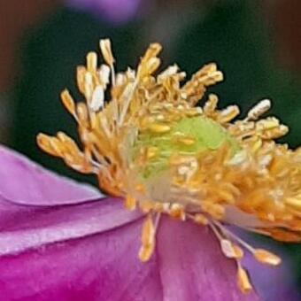 Anemone hupehensis 'Splendens'