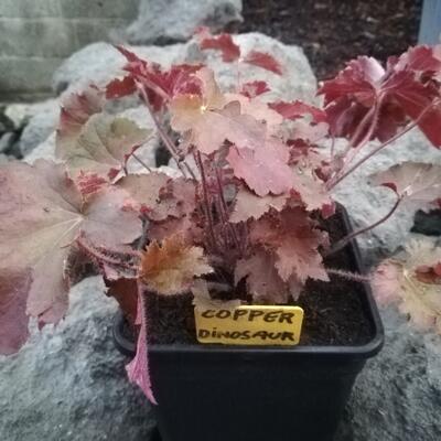 Heuchera 'Copper Dinosaur' - 