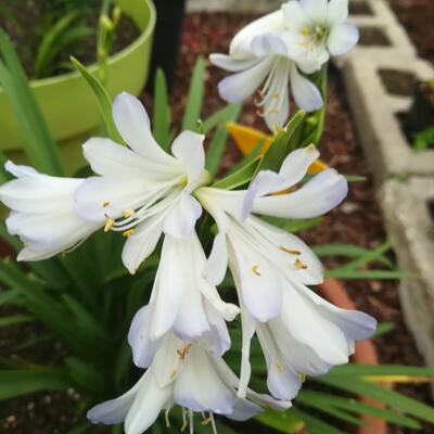 Agapanthus 'Silver Baby' - 