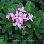 Daphne x napolitana 'Meon' - 