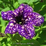 Petunia 'Night Sky' - 