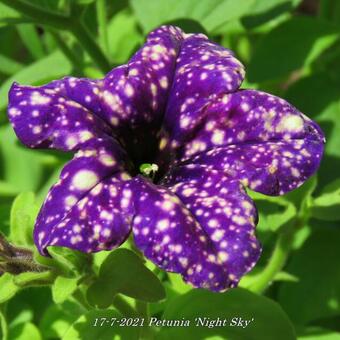 Petunia 'Night Sky'