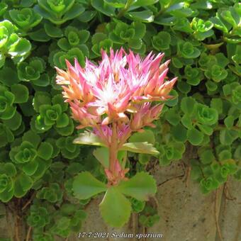 Sedum spurium