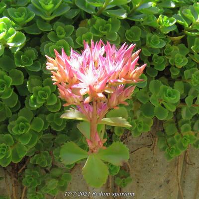 Sedum spurium - 