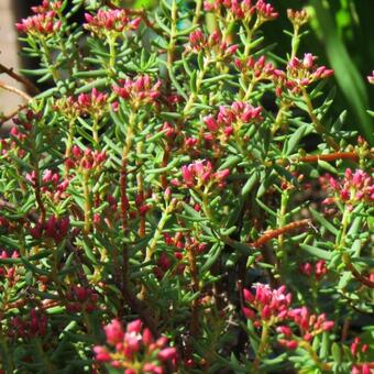 Crassula sarcocaulis