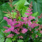 Astilbe 'YOUNIQUE Carmine' - 