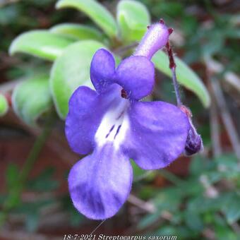 Streptocarpus saxorum