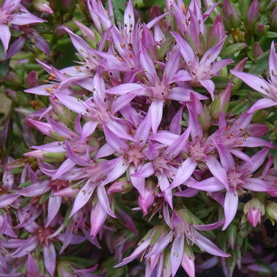 Sedum spurium SPOT ON 'Pink' - 