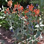 Dicliptera suberecta - 