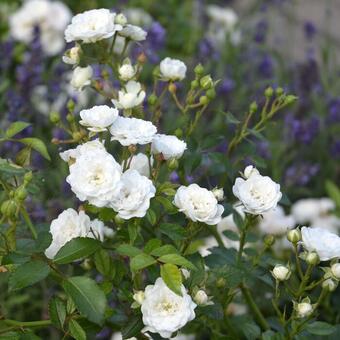 Rosa 'Crystal Fairy'