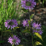 Monarda fistulosa 'Humdinger' - 