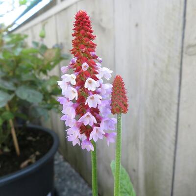 PRIMEVÈRE  DU PÈRE VIAL, PRIMEVÈRE ORCHIDÉE - Primula vialii