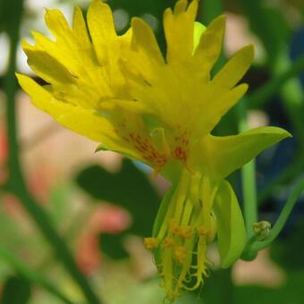 Tropaeolum peregrinum