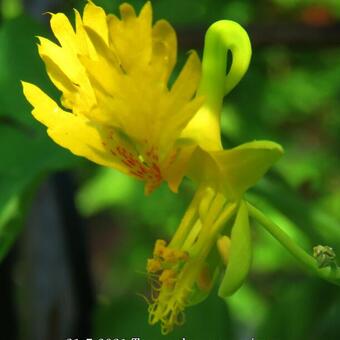 Tropaeolum peregrinum