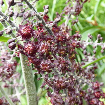 Veratrum maackii var. japonicum