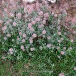 Trifolium arvense - 