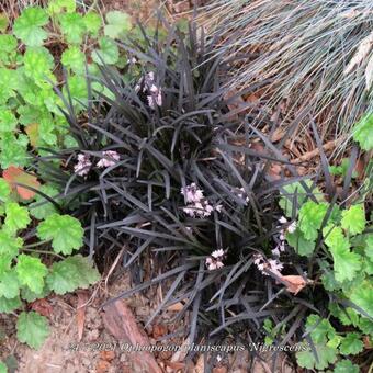 Ophiopogon planiscapus 'Niger