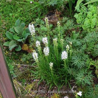 Liatris spicata 'Alba'