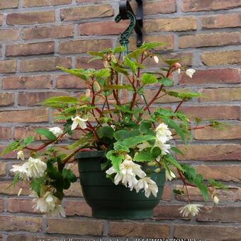 Begonia x tuberhybrida 'ILLUMINATION White'