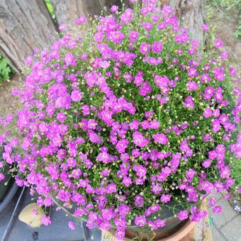 Gypsophila muralis 'Teeny Deep Rose'