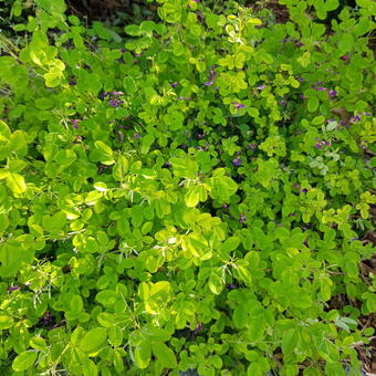 Lespedeza bicolor 'Yakushima'