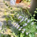 Mentha arvensis 'Strawberry' - 