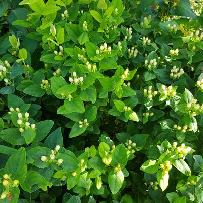 Hypericum x inodorum 'MAGICAL White' - 