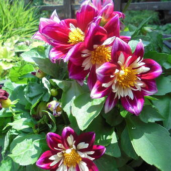 Dahlia 'GOLDALIA Scarlet'