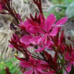 Gaura lindheimeri 'Butterfly Rose' - 