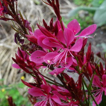 Gaura lindheimeri 'Butterfly Rose'