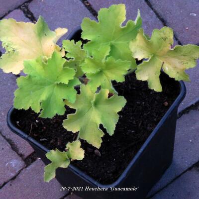 Heuchera 'Guacamole' - 