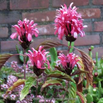 Justicia carnea