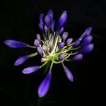 Agapanthus 'Pretty Heidy' - 