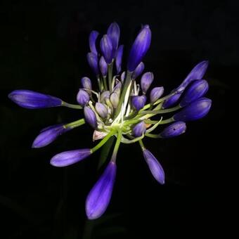 Agapanthus 'Pretty Heidy'