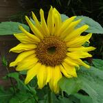 Helianthus annuus 'Distino' - 