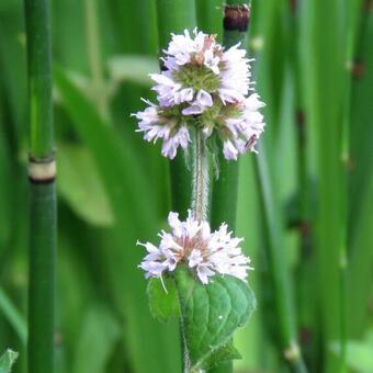 Mentha aquatica