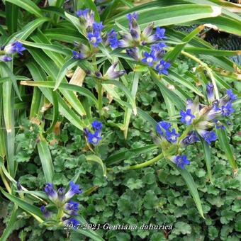 Gentiana dahurica