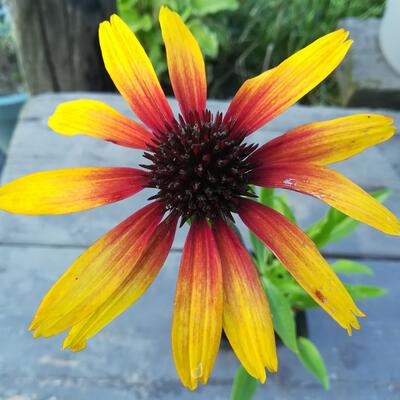 Echinacea purpurea 'BIRD Parrot' - Echinacea purpurea 'BIRD Parrot'