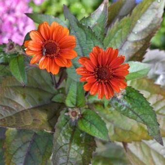 Heliopsis helianthoides 'Fire Twister'