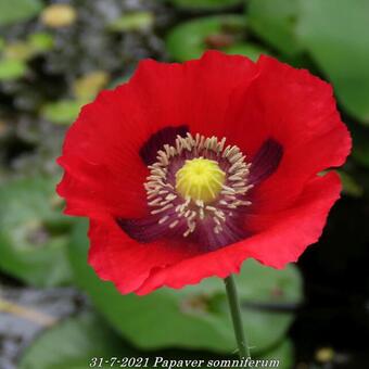 Papaver somniferum