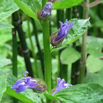 Lobelia siphilitica