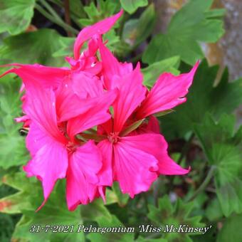 Pelargonium 'Miss McKinsey' (Stellar type)