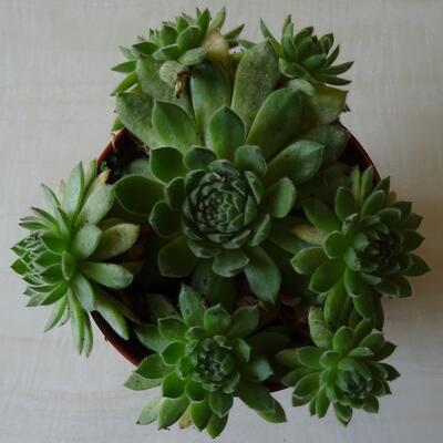 Sempervivum 'Eisbär' - 