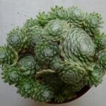 Sempervivum arachnoideum 'Shampoo' - 