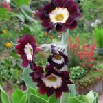 Primula auricula 'Argus' - 