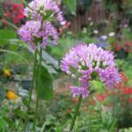 Allium senescens subsp. montanum 'Summer Beauty' - Allium senescens subsp. montanum 'Summer Beauty'